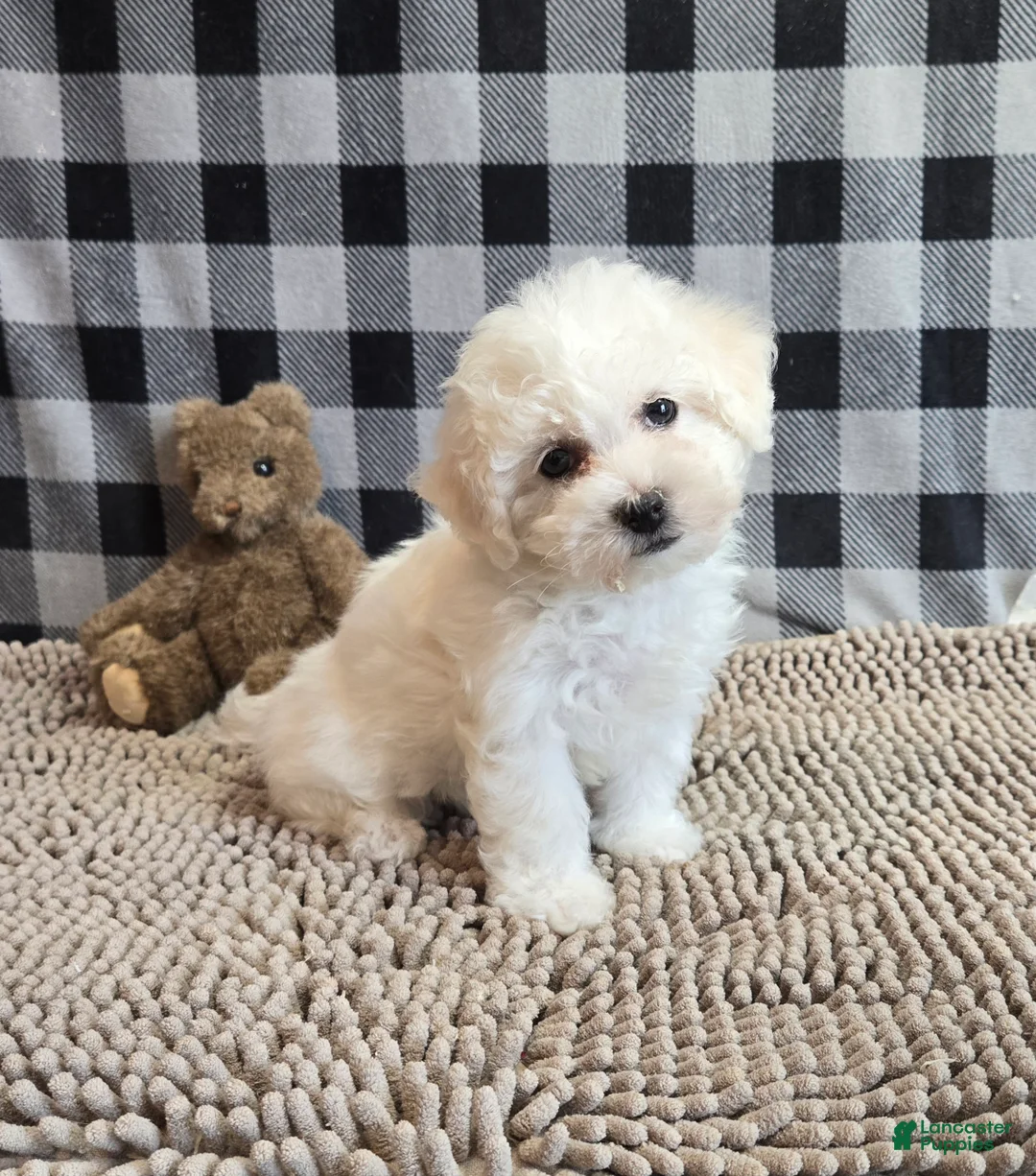 Bichon Frise dogs for sale: Libby - Ad 4