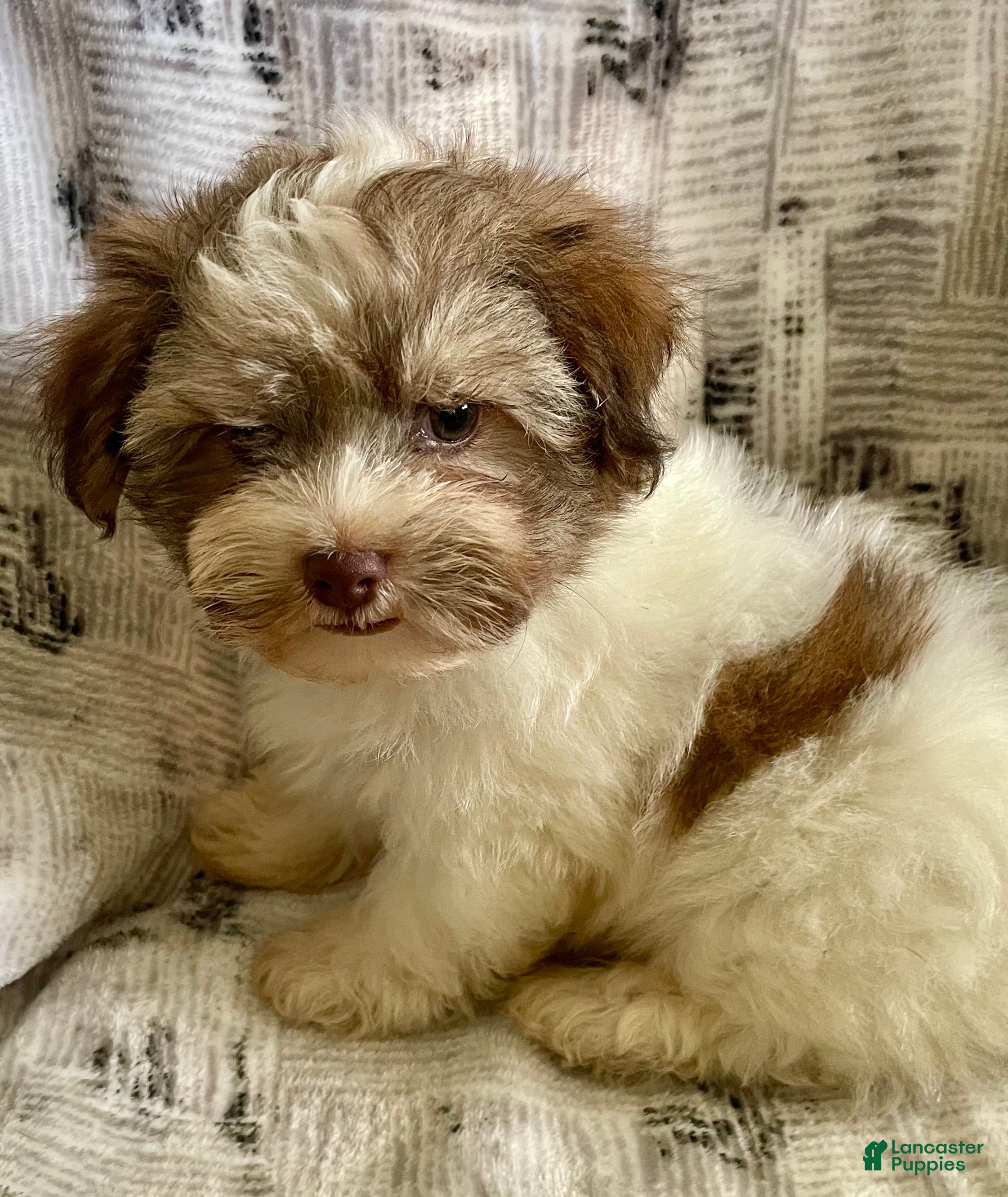 Havanese dogs Brownie - Ad 39