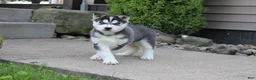 Siberian Husky dogs for sale: Willow - Ad 5