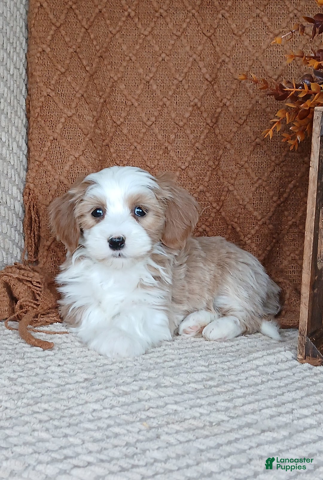 Havanese dogs for sale: Amber  - Ad 7
