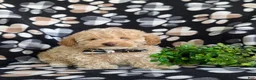 Toy Poodle dogs for sale: Sheldon 7 lbs Full Grown - Ad 3