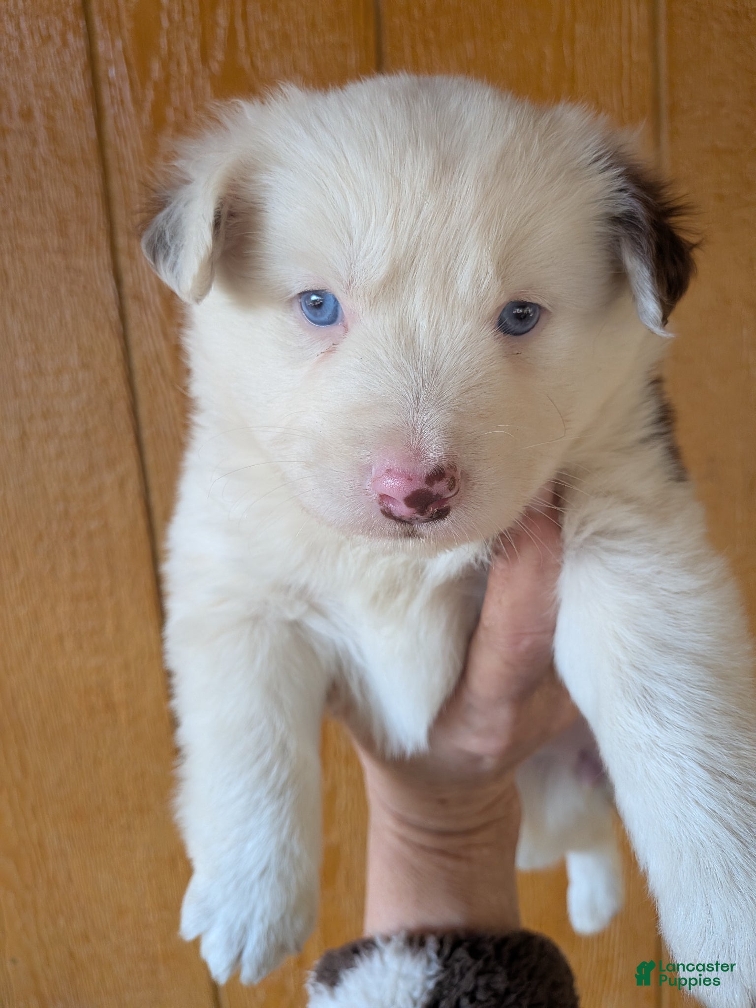 Australian Shepherd dogs Australian Shepherd Puppy 3 - Ad 40