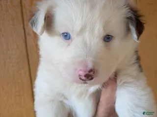 Australian Shepherd dogs Australian Shepherd Puppy 3 - Ad 40