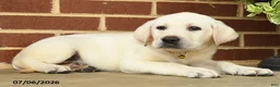 Labrador Retriever dogs for sale: Dodge  - Ad 3