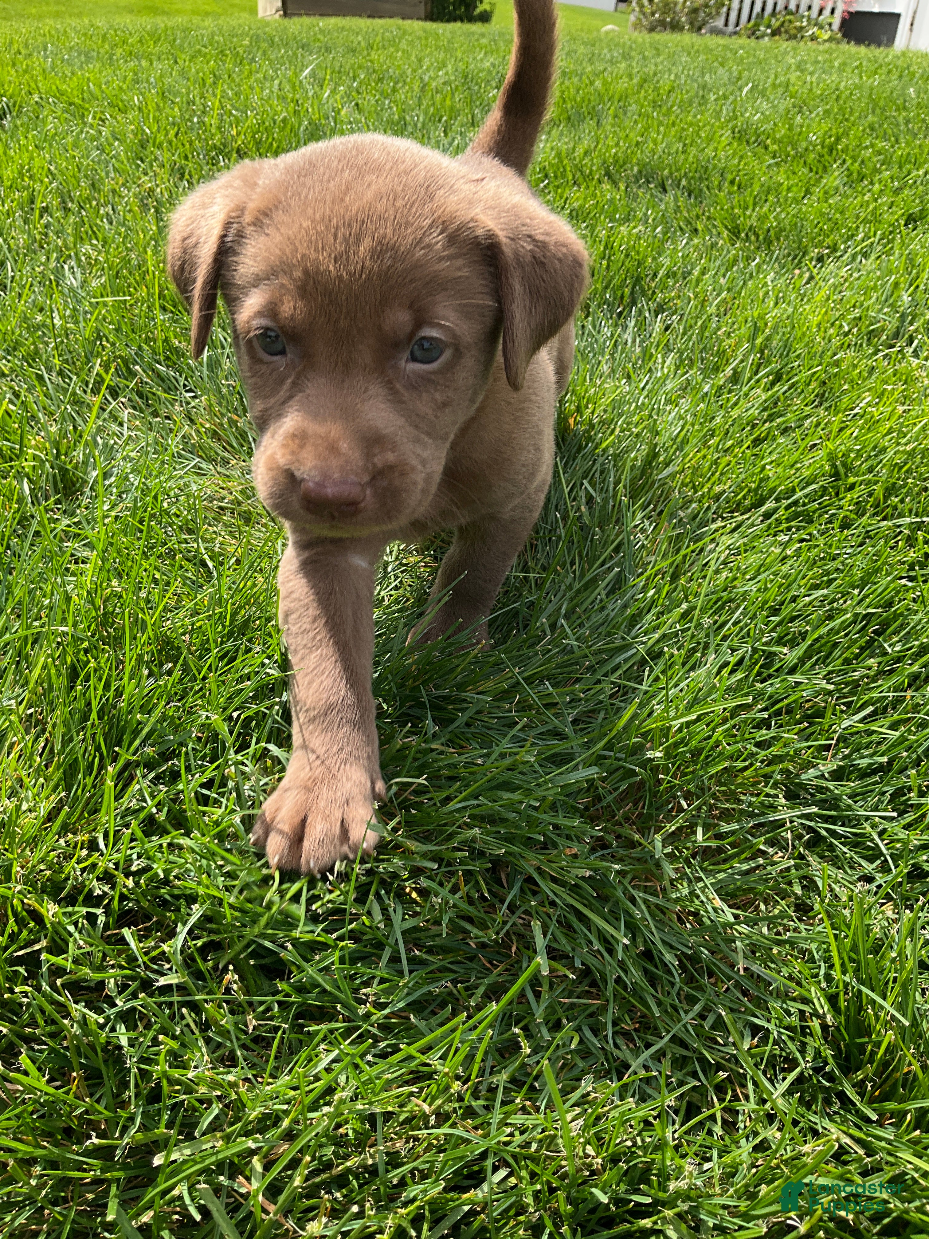 Labrador Retriever dogs Daisy - Ad 2