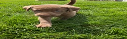 Labrador Retriever dogs for sale: Daisy - Ad 2