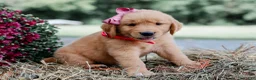 Golden Retriever dogs for sale: Andrea AKC Golden Retriever - Ad 3