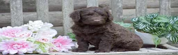 Portuguese Water Dog dogs for sale: Magnolia - Ad 7