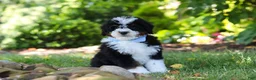 Mini Bernedoodle dogs for sale: Tucker - Ad 6