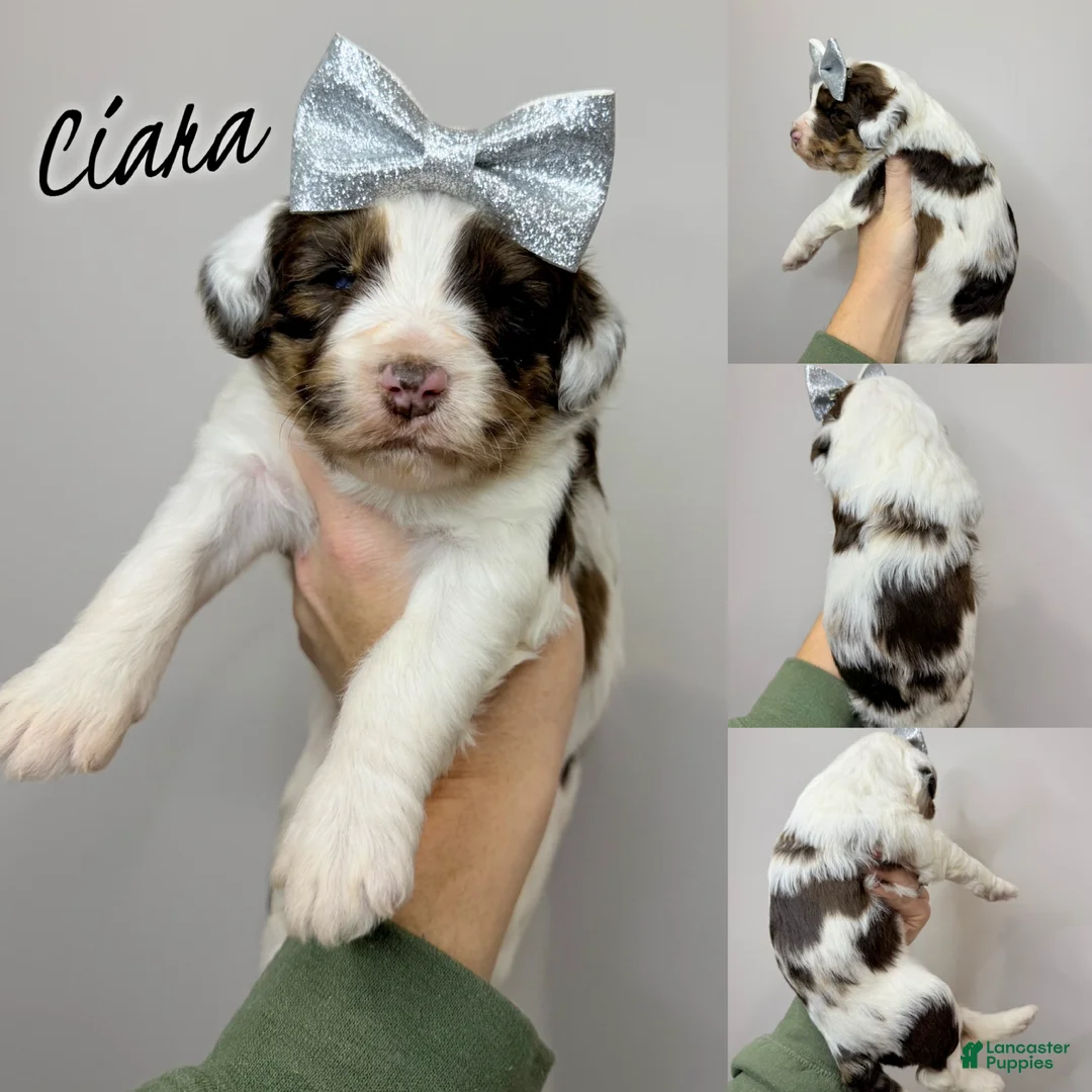 Aussiedoodle dogs for sale: Ciara - Standard F1 - Ad 3