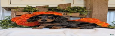 Miniature Dachshund Puppy 4