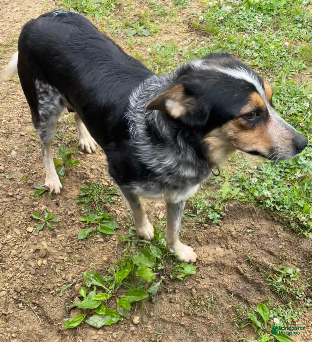 Mixed Breed dogs for sale: Sammy - Ad 6