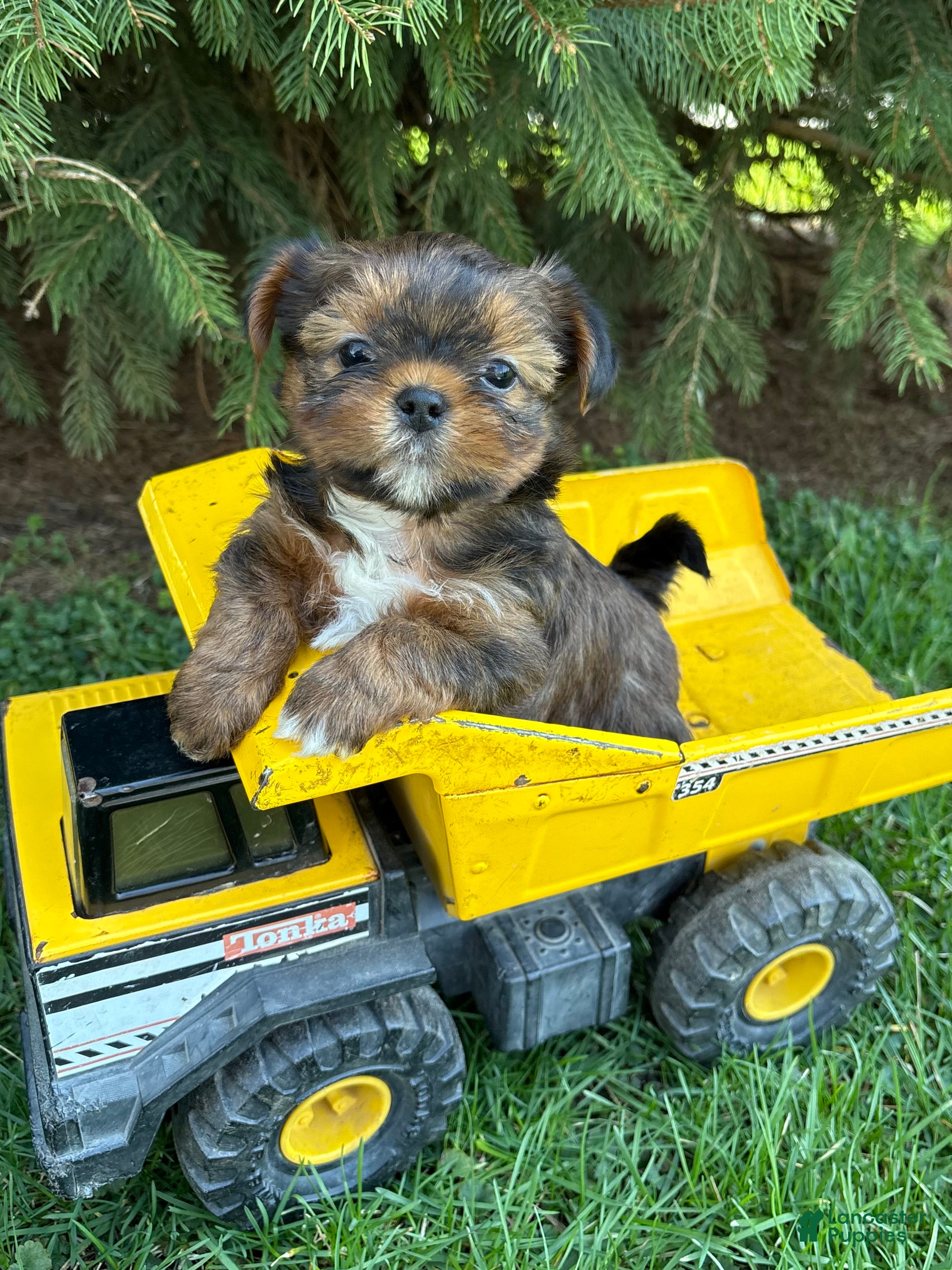 Shorkie dogs Murphy - Ad 1