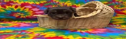 Havanese dogs for sale: Betsy - Ad 3
