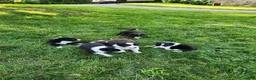 Border Collie dogs for sale: Molly- Pure Breed Border Collie - Ad 7