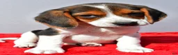 Beagle dogs for sale: Duke - Ad 5