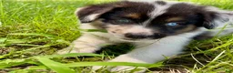 Miniature Australian Shepherd dogs for sale: Dixi- Miniature Australian Shepherd  - Ad 1
