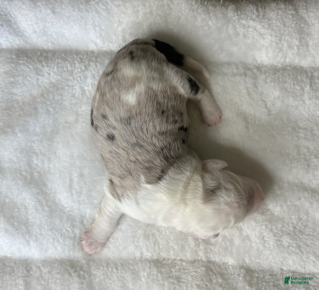 Sheepadoodle dogs for sale: Merle Male 6 - Ad 2