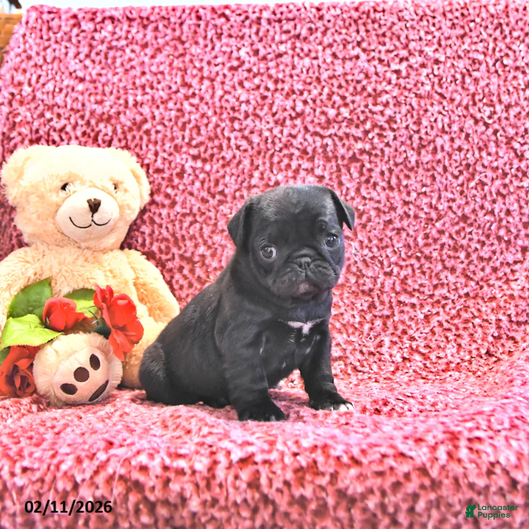 Mixed Breed dogs for sale: Trixie - Ad 1