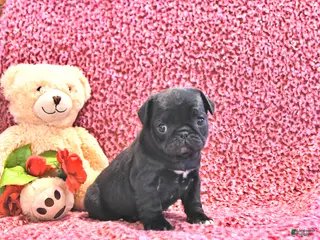 Mixed Breed dogs Trixie - Ad 34