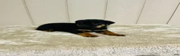Rottweiler dogs for sale: Rottweiler 1 - Ad 10