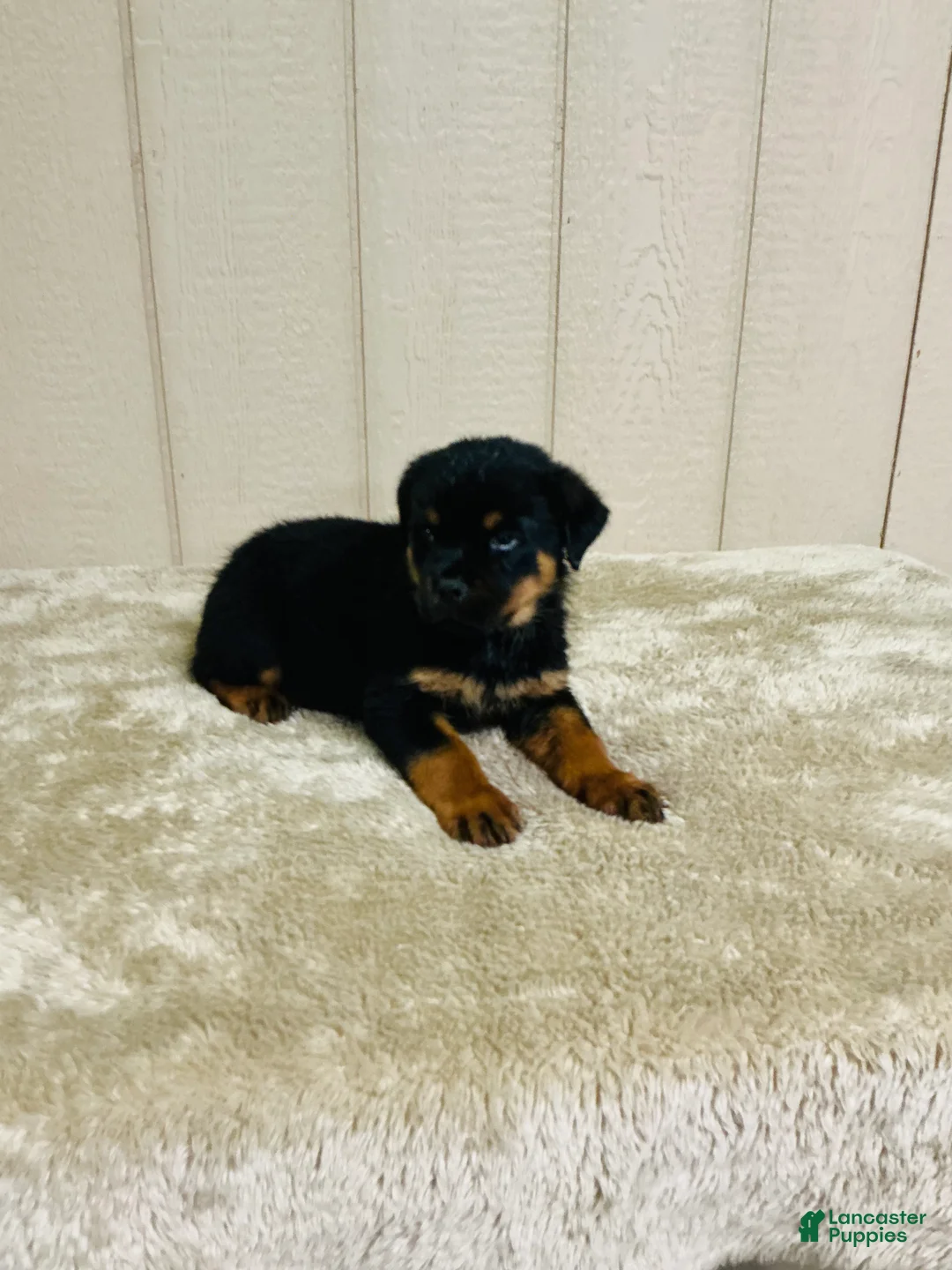 Rottweiler dogs for sale: Rottweiler 1 - Ad 10