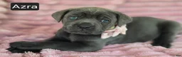 Cane Corso dogs for sale: Azra - Ad 1