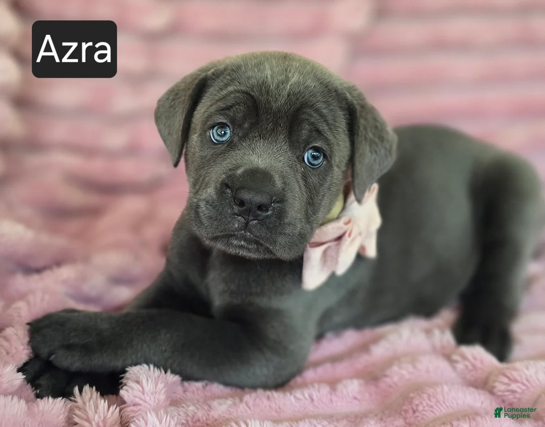 Cane Corso dogs for sale: Azra - Ad 1