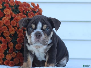 English Bulldog dogs - Ad 33