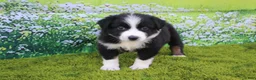 Australian Shepherd dogs for sale: Lucy - Ad 1
