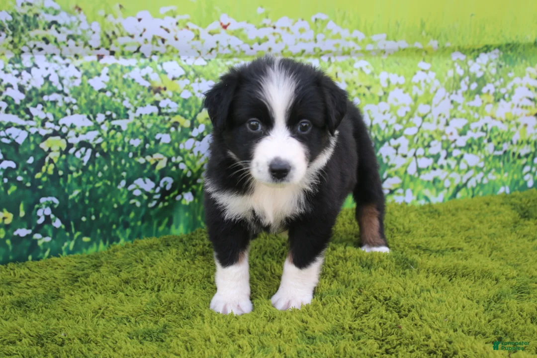 Australian Shepherd dogs for sale: Lucy - Ad 1