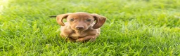 Miniature Dachshund dogs for sale: Ike  - Ad 3
