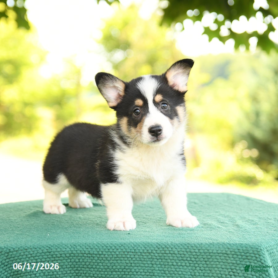 Welsh Corgi Pembroke dogs Jasper - Ad 2