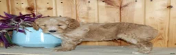 Mini Goldendoodle dogs for sale: Fenn - Ad 3