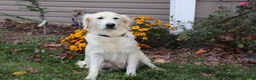 Golden Retriever dogs for sale: Conner - Ad 6