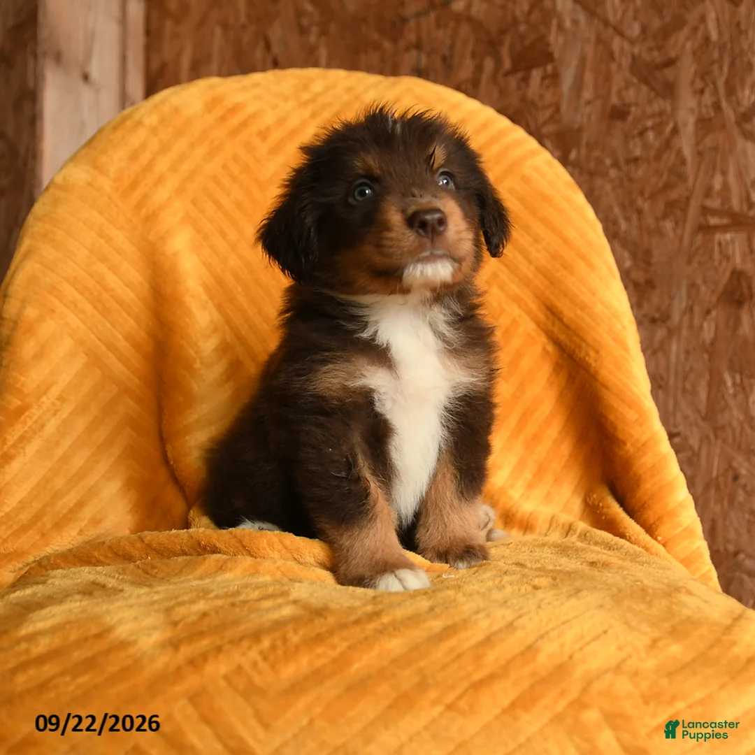 Mixed Breed dogs for sale: Ollie - Ad 2