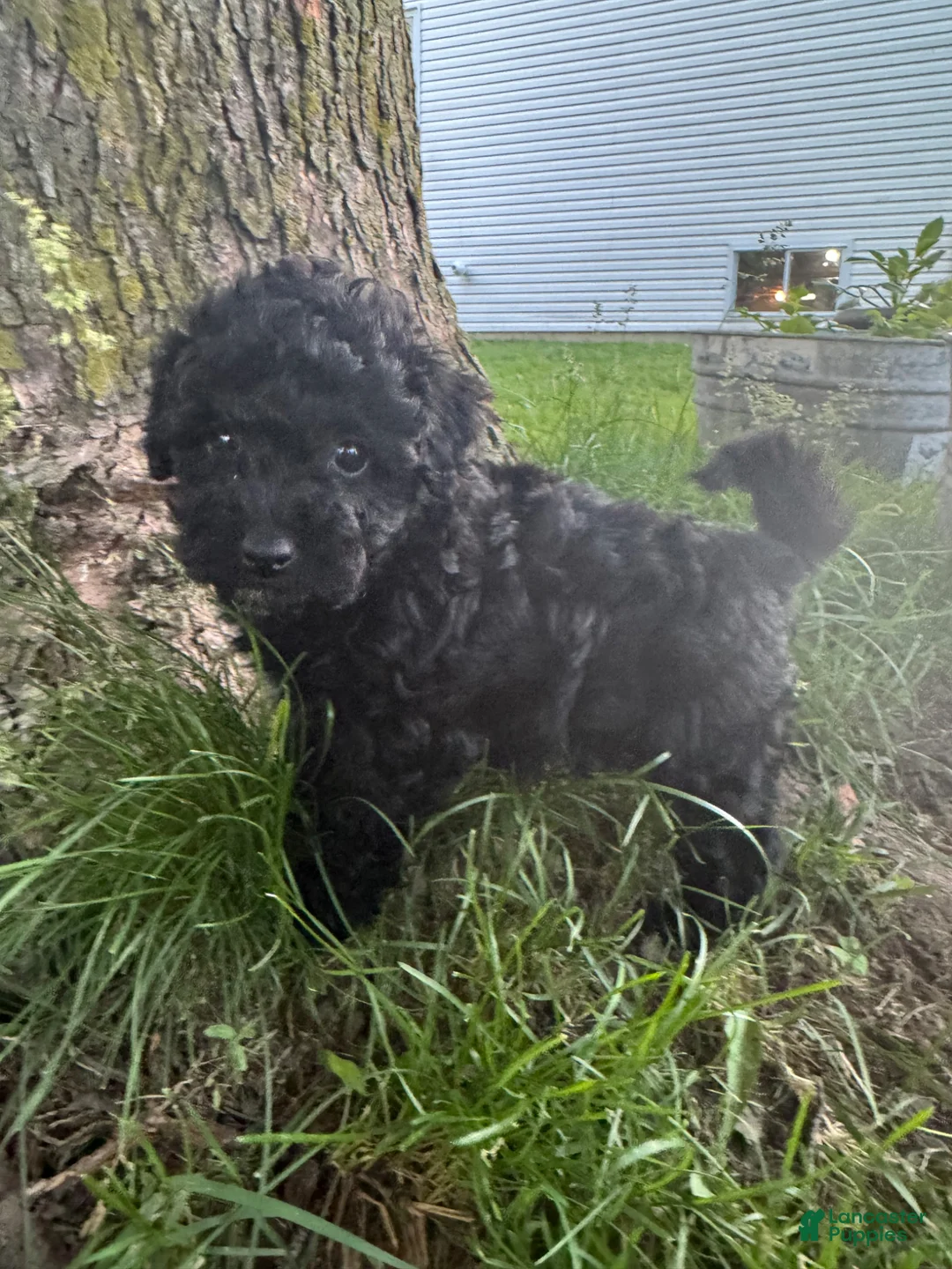 Havapoo dogs for sale: Havapoo Puppy 1 - Ad 3