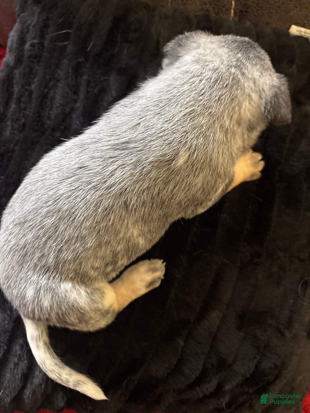 Australian Cattle Dog dogs for sale: Fancy - Ad 2