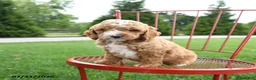 Cockapoo dogs for sale: Asa - Ad 5