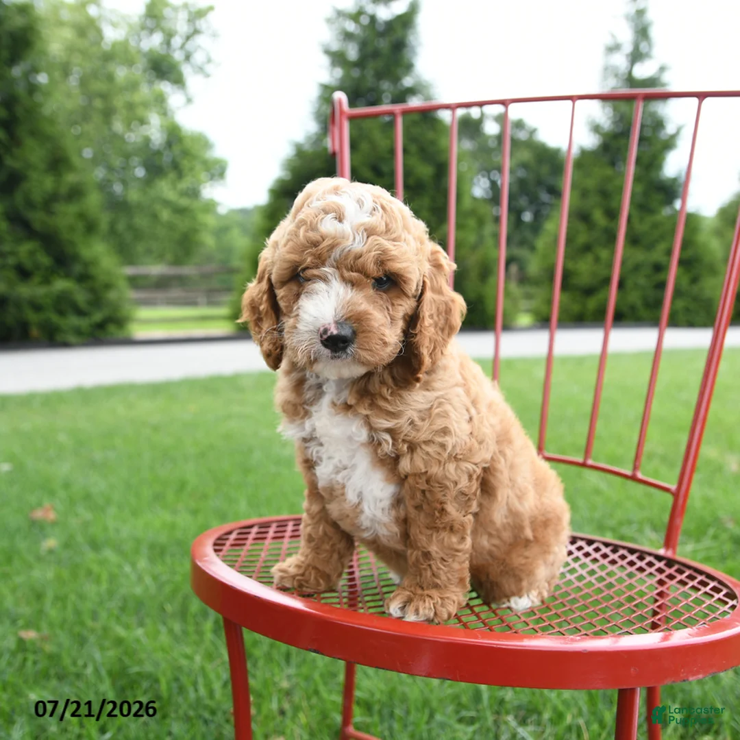 Cockapoo dogs for sale: Asa - Ad 5