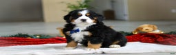 Bernese Mountain Dog dogs for sale: Kody - Ad 3