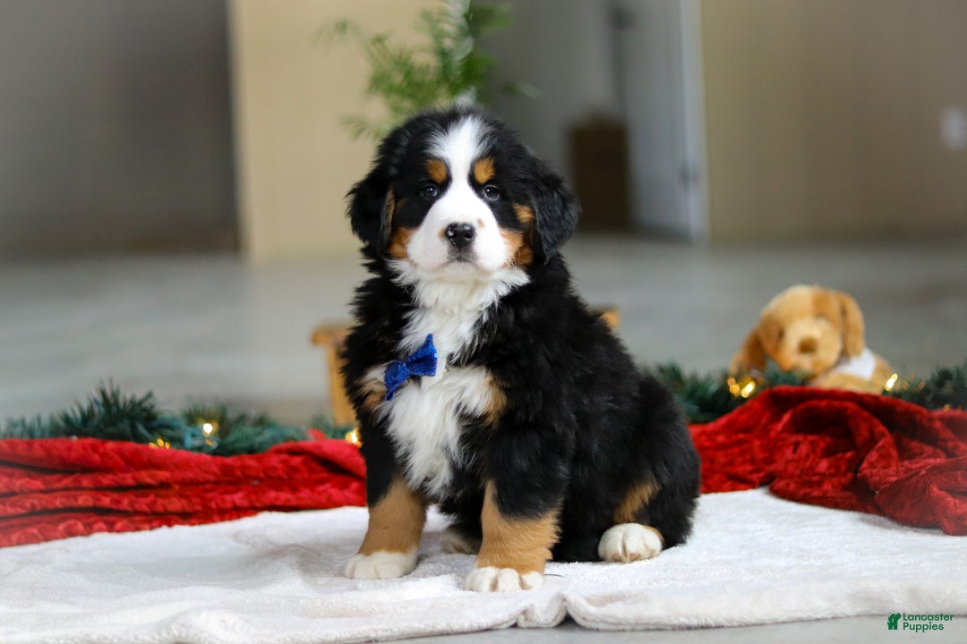 Bernese Mountain Dog dogs for sale: Kody - Ad 3