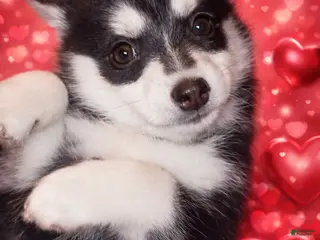 Pomsky dogs for sale: Pomsky Puppy 1 - Ad 2