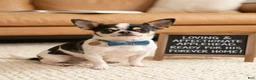 Chihuahua dogs for sale: Chihuahua 1 - Ad 12