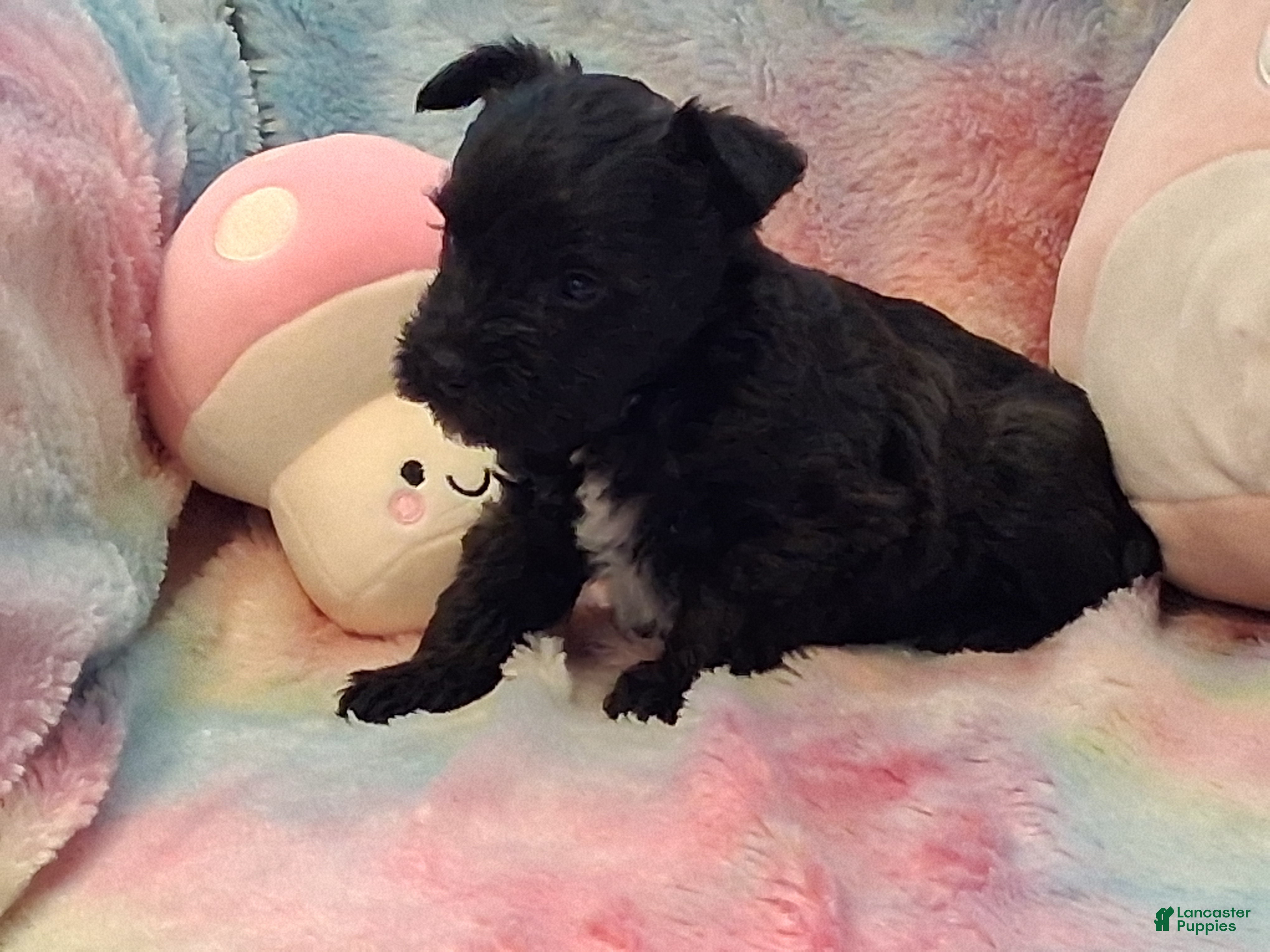 Miniature Schnauzer dogs Cupcake AKC Miniature Schnauzer - Ad 17