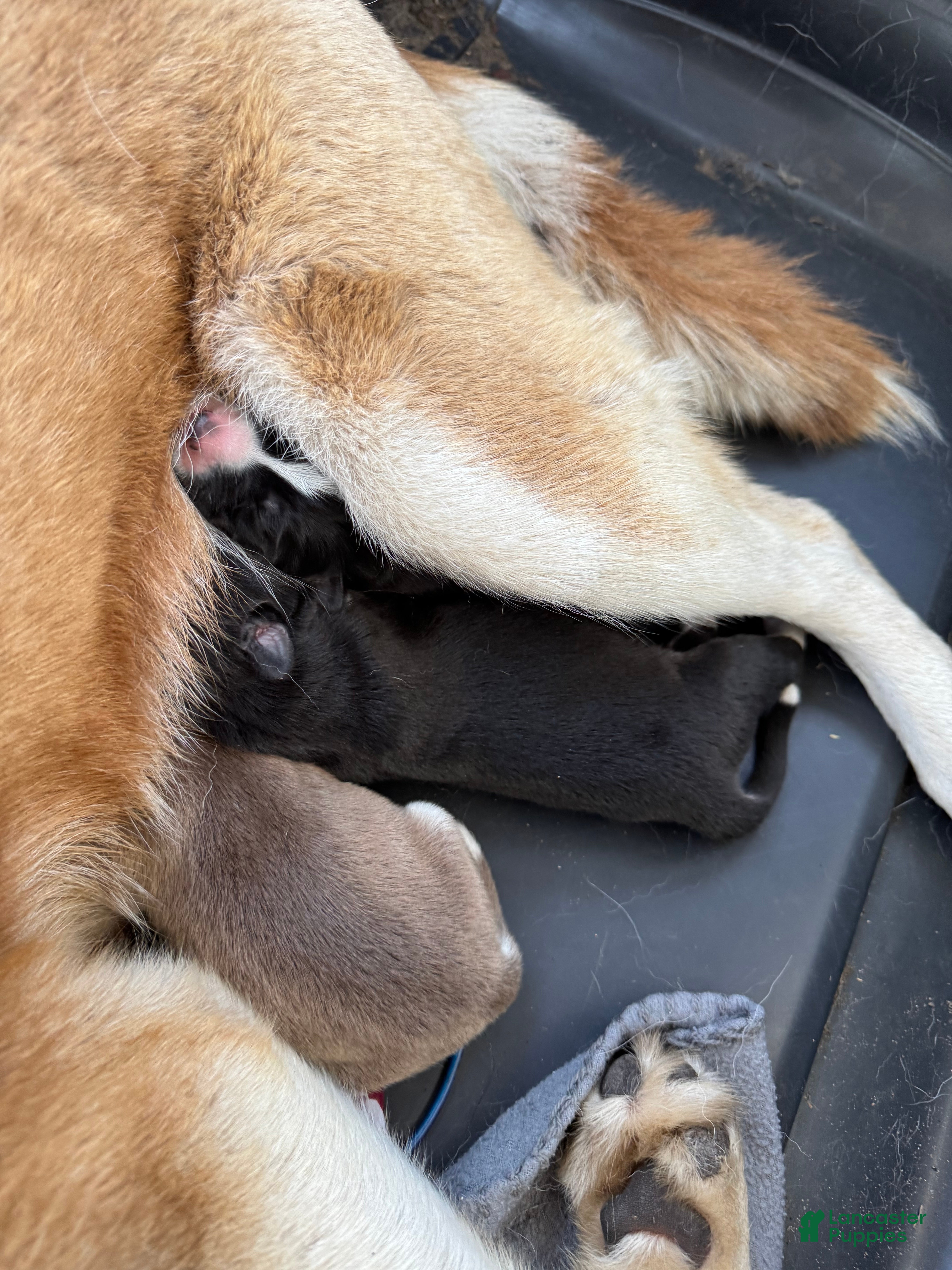 Siberian Husky dogs Siberian Husky Puppy 3 - Ad 15