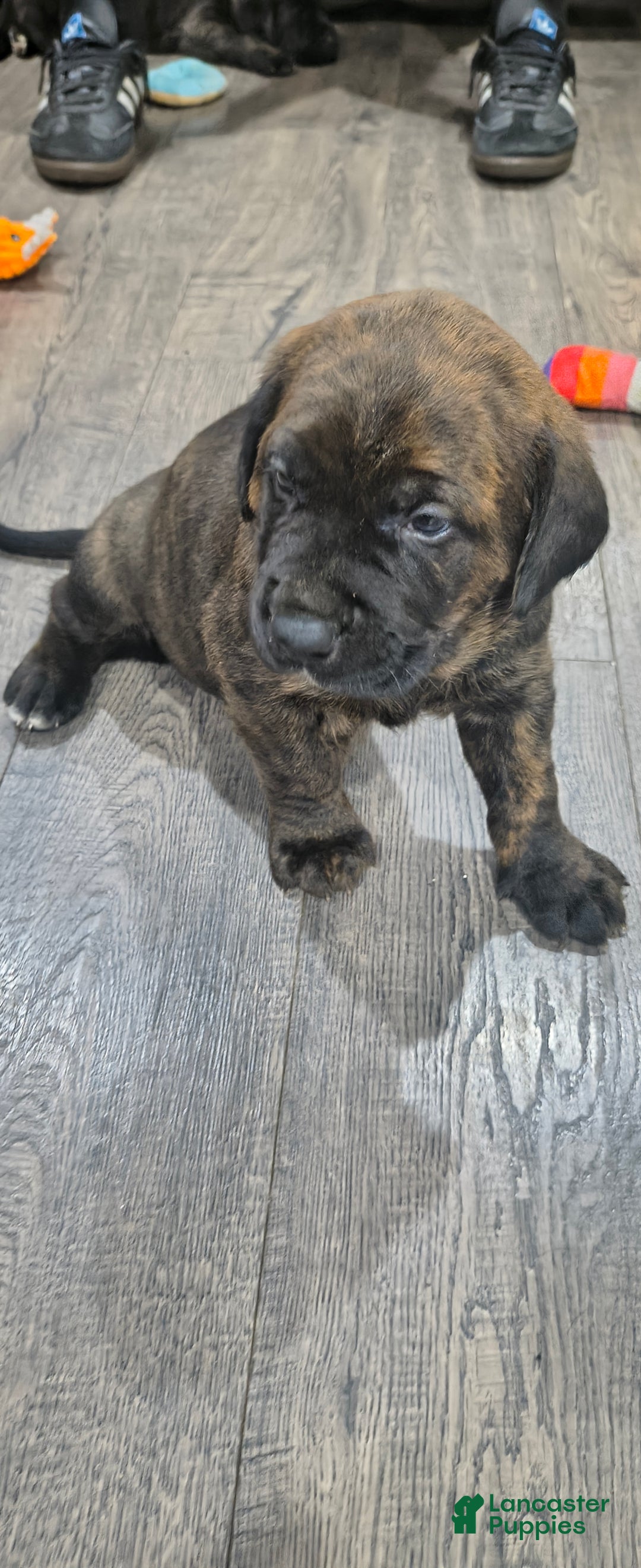 Mixed Breed dogs for sale: Mixed Breed Puppy 3 - Ad 9