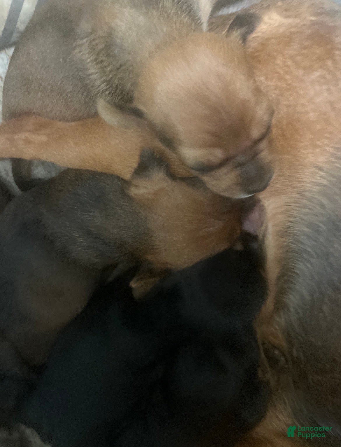 Chorkie dogs Chorkie Puppy 2 - Ad 4