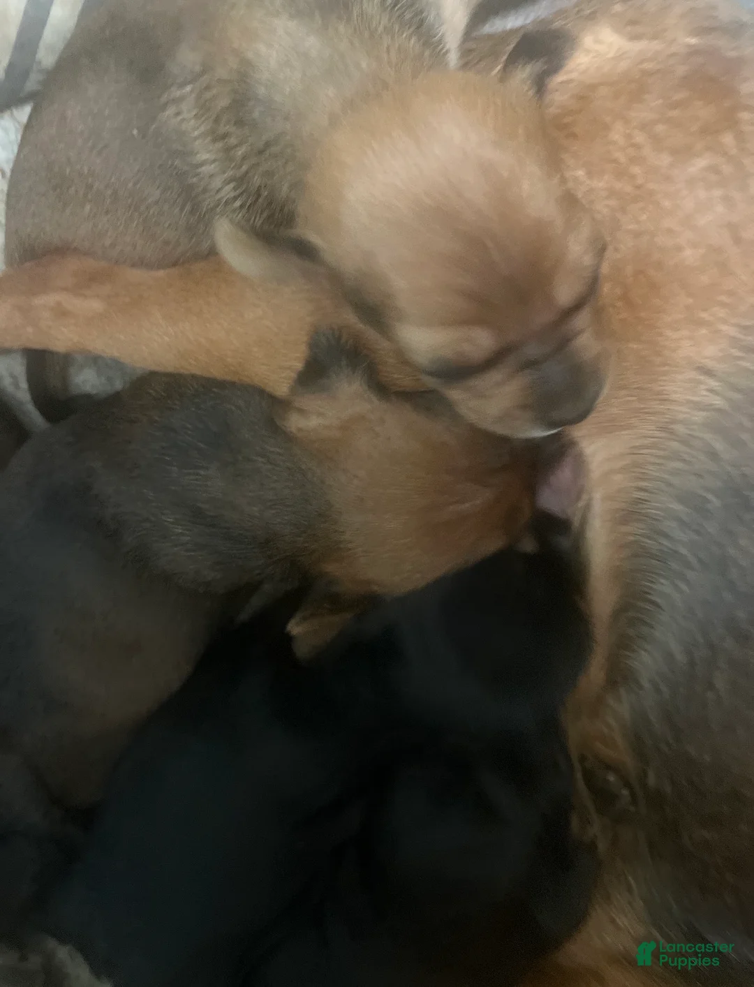 Chorkie dogs for sale: Chorkie Puppy 2 - Ad 1