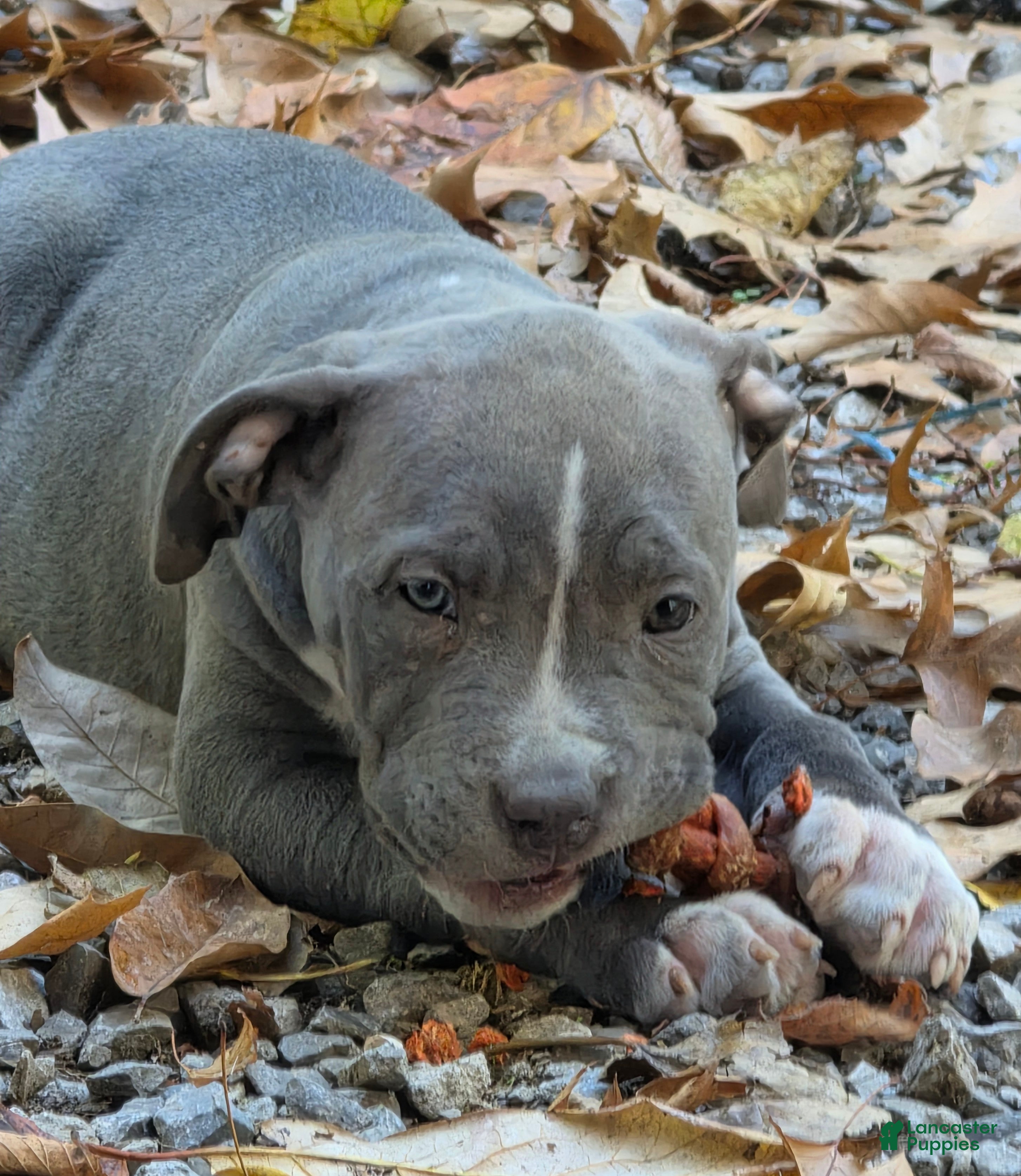 American Bully dogs for sale: American Bully 4 - Ad 41